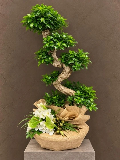Bonsai