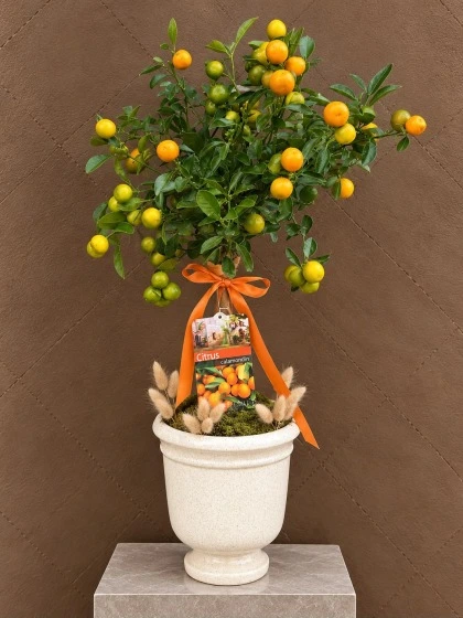 Mandalina Ağacı