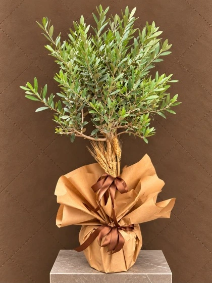 Zeytin Ağacı