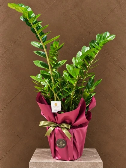 Zamia (ZZ Bitkisi)