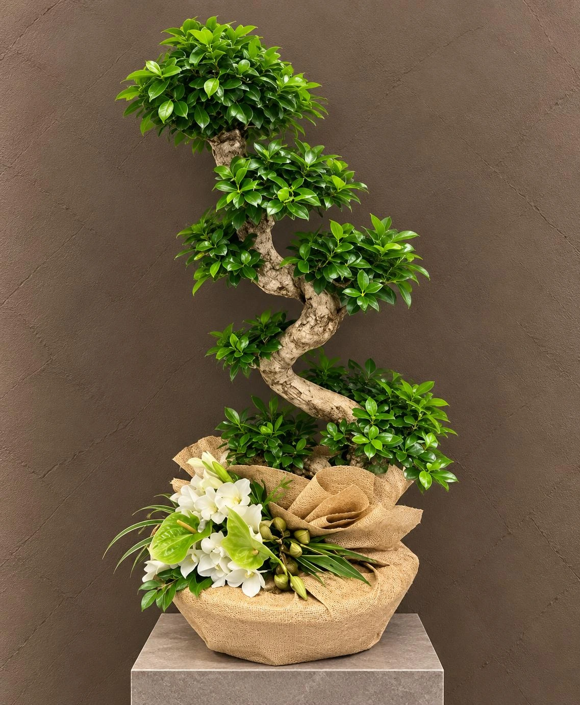 Bonsai