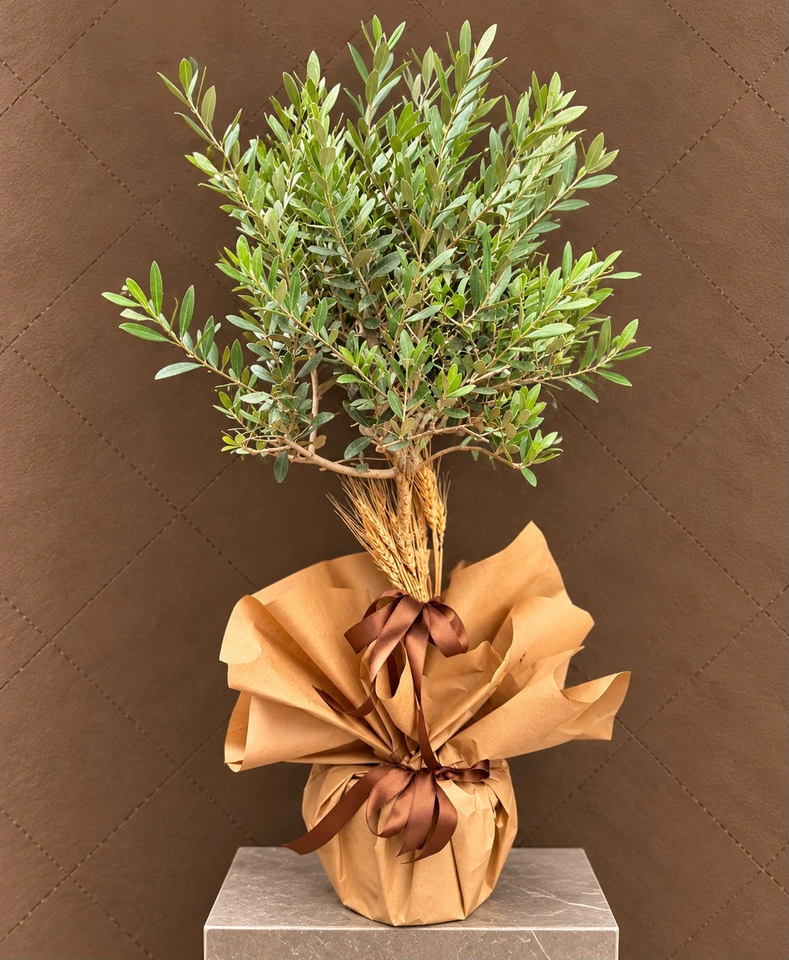 Zeytin Ağacı