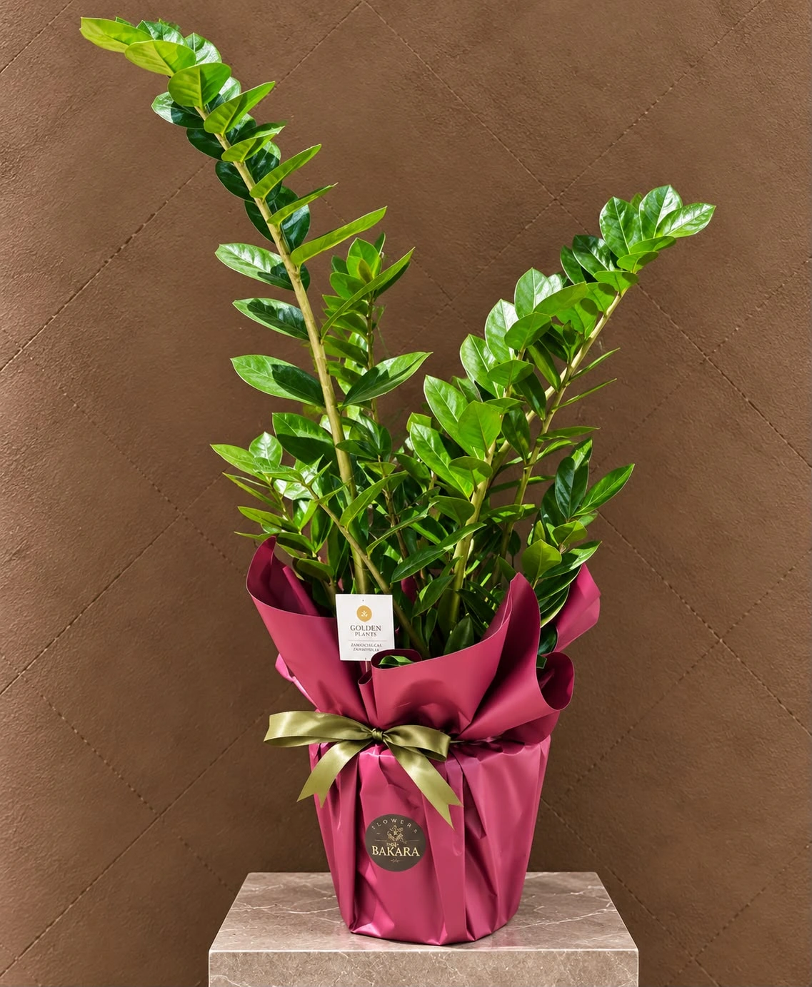 Zamia (ZZ Bitkisi)